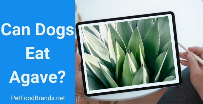 Can Dogs Eat Agave? Will My Dog Die After Eating Agave?
