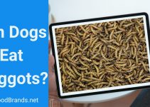 Can dogs eat maggots?  Are they Poisonous?