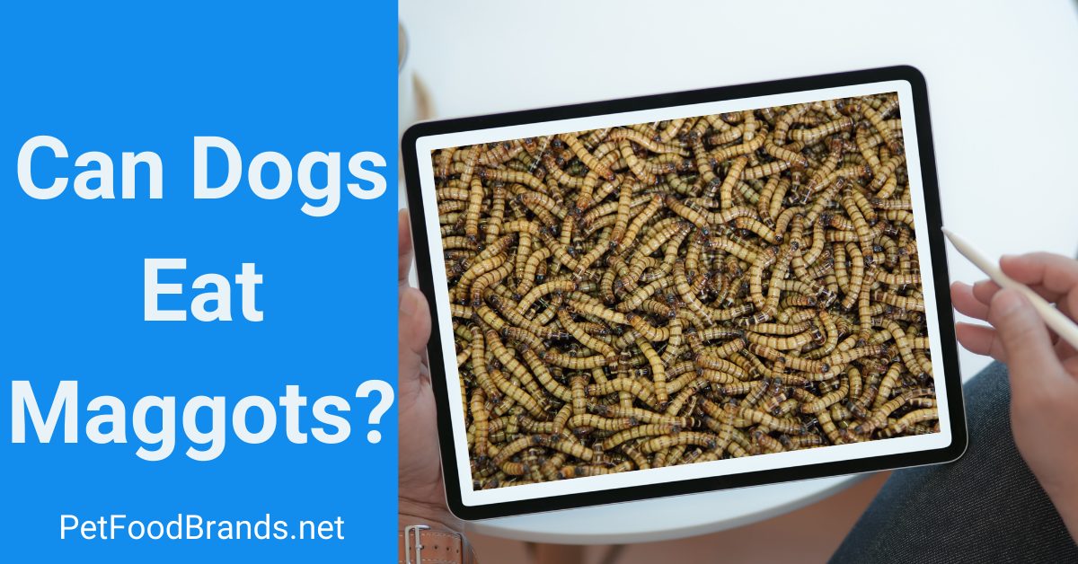 Can dogs eat maggots? Are they Poisonous?