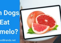 Can Dogs Eat Pomelo? Are there any Health Benefits?