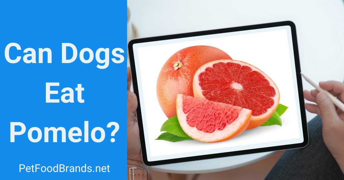 can dogs eat pomelo fruit