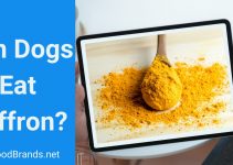 Can dogs eat Saffron? Health Beenefits and Side Effects