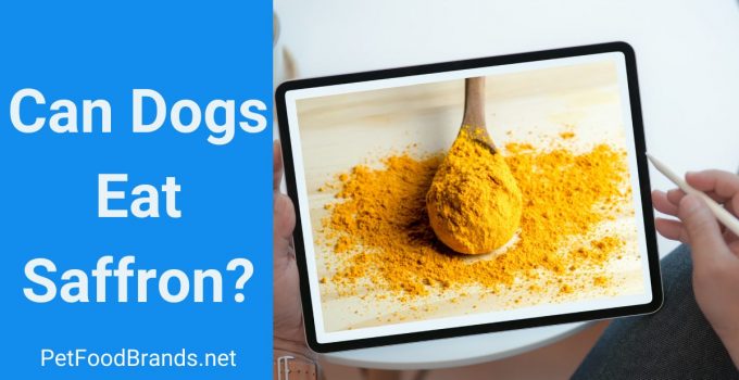 Can Dogs Eat Saffron?