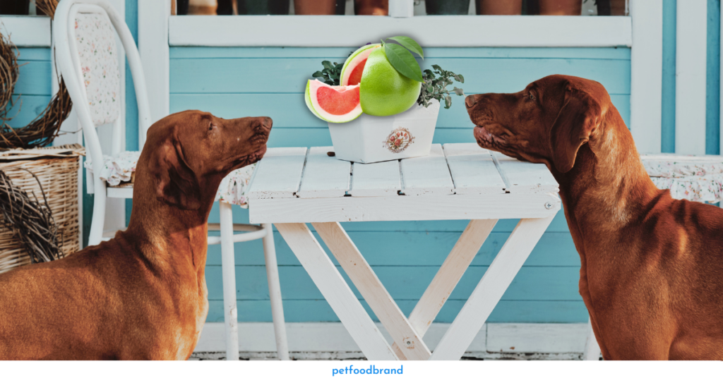 Can dogs eat pomelo