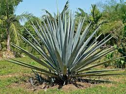 Can dogs have blue agave