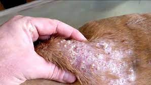 How to remove maggots from dog body?