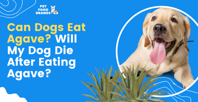 can-dogs-eat-agave-will-my-dog-die-after-eating-agave