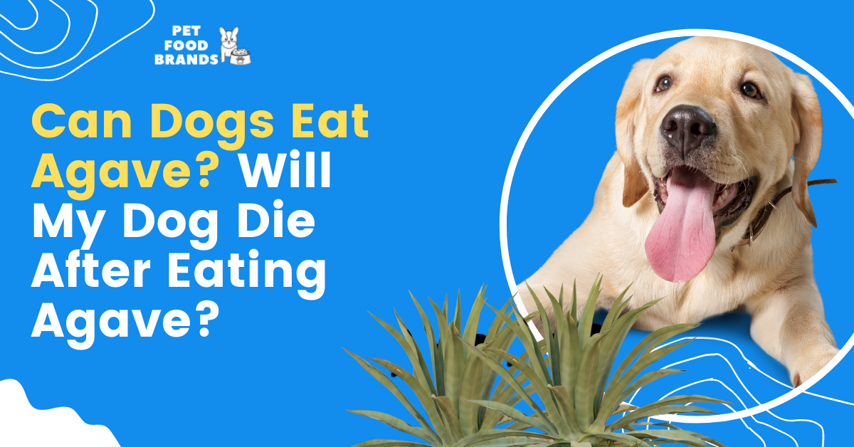 Can Dogs Eat Agave? Will My Dog Die After Eating Agave?