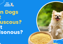 Can Dogs Eat Couscous? Is it Poisonous?