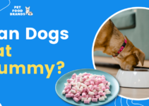 Can Dogs Eat Gummy?