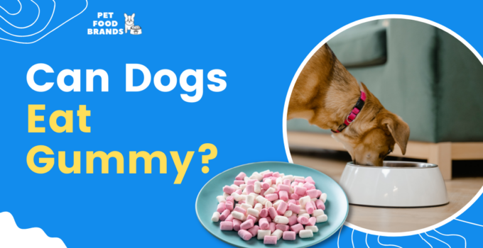can-dogs-eat-gummy