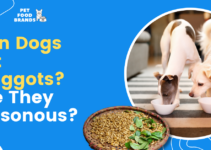 Can dogs eat maggots?  Are they Poisonous?