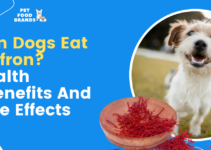 Can dogs eat Saffron? Health Benefits and Side Effects