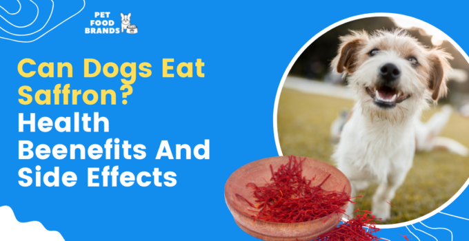 can-dogs-eat-saffron