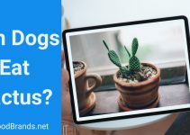 Can Dogs Eat Cactus? Leaves, Fruit, Flowers, Nopales