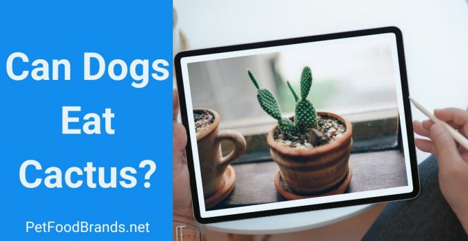 Can Dogs Cactus?