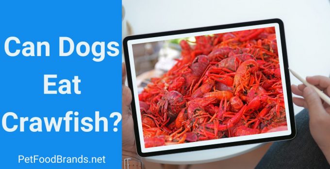 Can Dogs Eat Crawfish? Shell, Meat, Cooked, Or Uncooked?