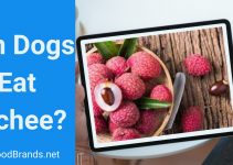 Can Dogs Eat Lychee? Is It Poisonous?