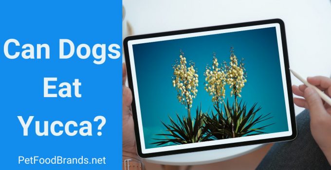 Can Dogs Eat Yucca?