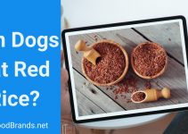 Can Dogs Eat Red Rice? Is It Good for digestion?