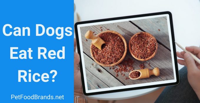 Can Dogs Red Rice?