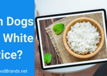 Can dogs have white rice? Are there too many carbs?