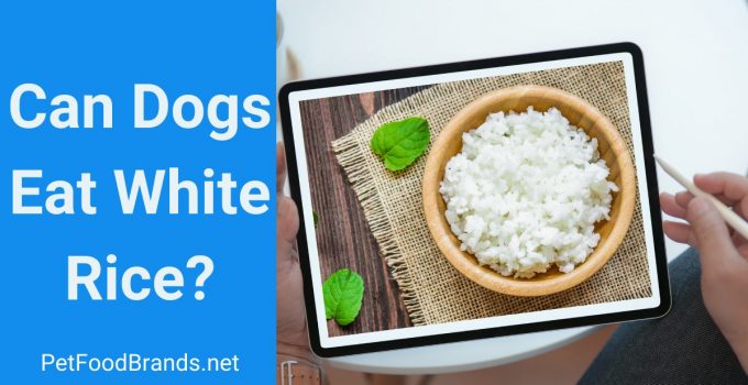 Can Dogs eat white Rice?