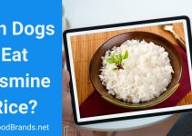 Can dogs have jasmine rice? Is it good for a puppy?