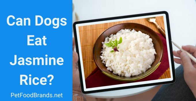Can dogs have jasmine rice? Is it good for a puppy?