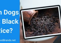Can Dogs Eat Black Rice? Is It Really Forbidden Rice?