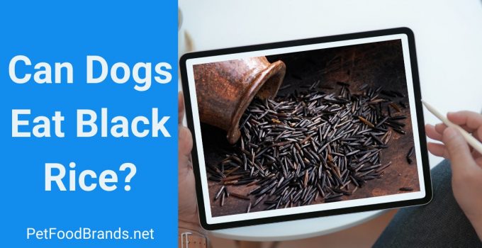 Can Dogs Eat Black Rice? Is It Really Forbidden Rice?