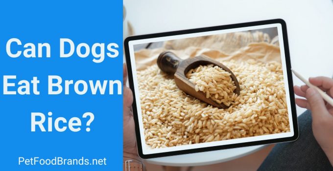 Can a Dog eat brown Rice?