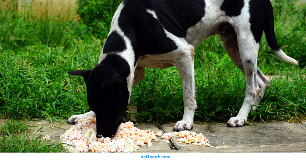 Can dogs eat jasmine rice