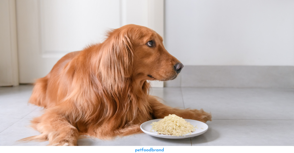 Can dogs eat white rice