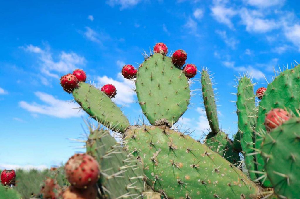 can a dog eat cactus fruit?