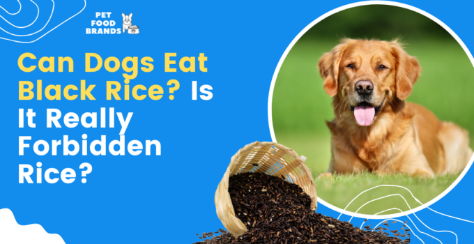 can-dogs-eat-black-rice