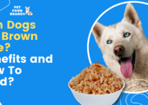 Can Dogs Eat Brown Rice? Benefits and How To Feed?