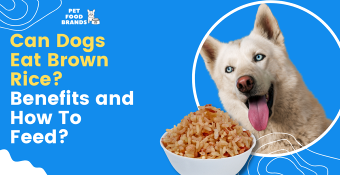 can-dogs-eat-brown-rice