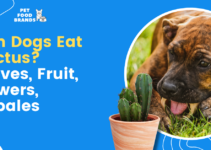 Can Dogs Eat Cactus? Leaves, Fruit, Flowers, Nopales