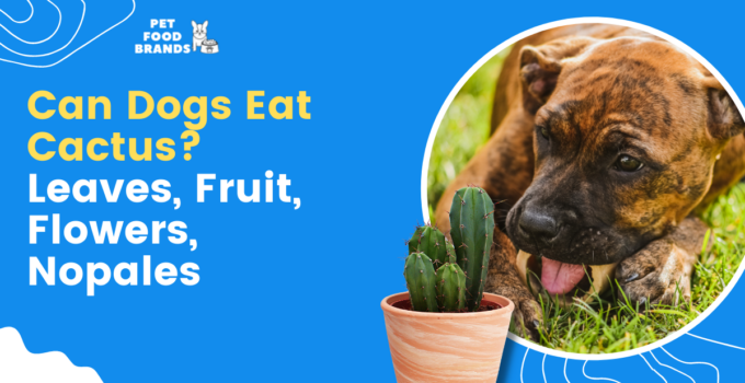 can-dogs-eat-cactus
