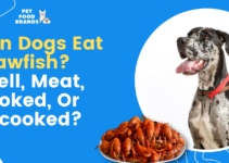 Can Dogs Eat Crawfish? Shell, Meat, Cooked, or Uncooked?