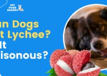 Can Dogs Eat Lychee? Is It Poisonous?