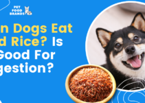 Can Dogs Eat Red Rice? Is It Good for digestion?