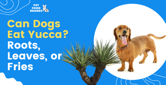 can-dogs-eat-yucca