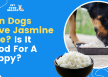Can Dogs have Jasmine Rice? Is it Good for a Puppy?