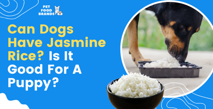 can-dogs-have-jasmine-rice