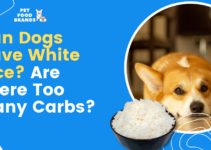 Can Dogs Have White Rice? Are there too Many Carbs?