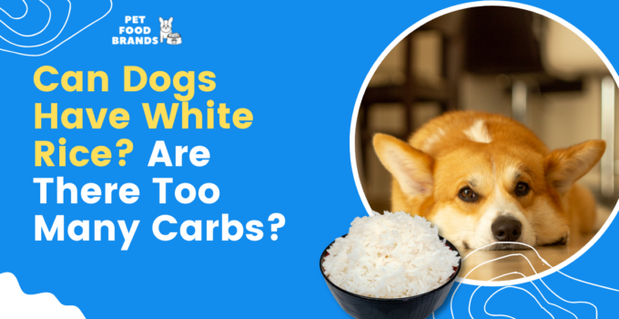 can-dogs-have-white-rice