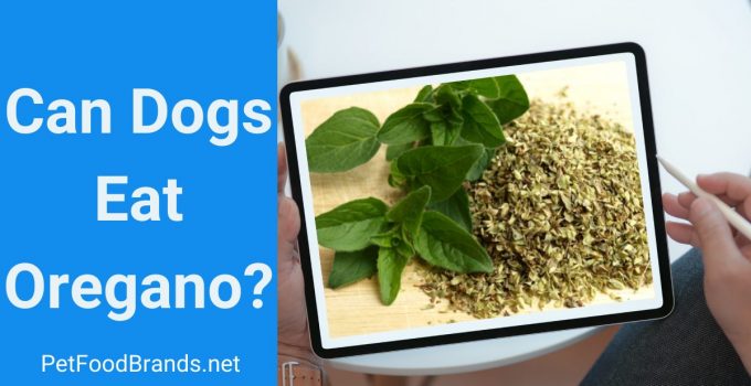 Can dogs eat oregano? Is it safe for a puppy?