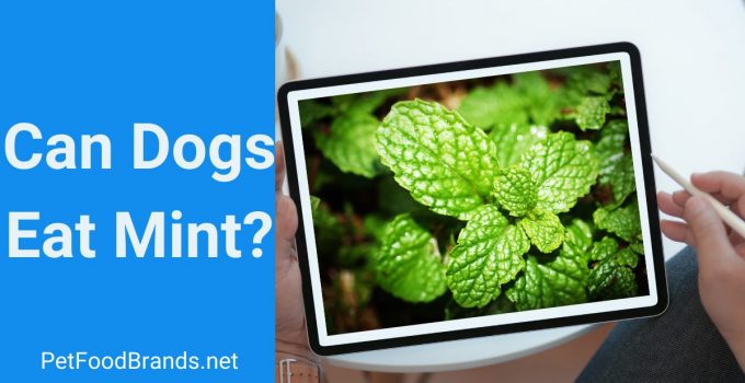 Can Dogs have mint?